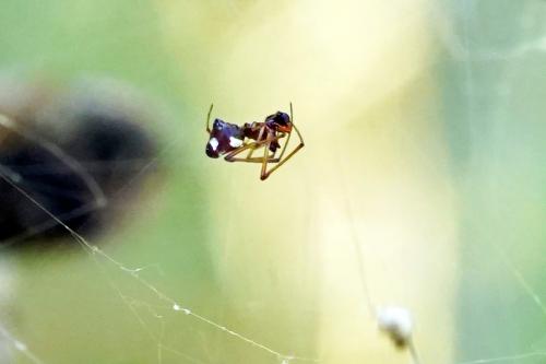 Réf. 240 236 : Argyrodes argyrodes